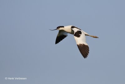 Recurvirostra avosetta - Kluut 2.JPG