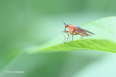 Empis stercorea - Eenstreepdansvlieg.JPG