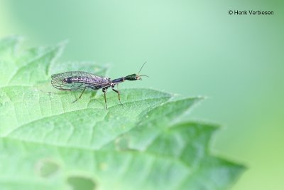Raphidiidae - Kameelhalsvliegen