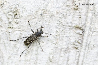 Xylotrechus rusticus - Grijze Wespenboktor.JPG