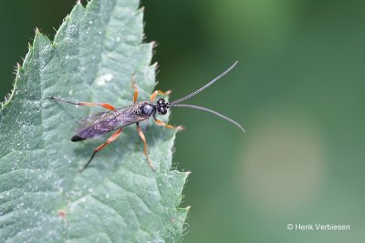 Ichneumonidae indet. - Sluipwesp onbekend 2.JPG