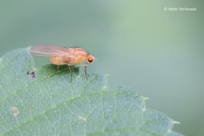 Lauxaniidae
