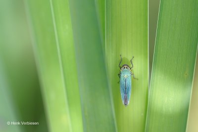 Cicadellidae - Dwergcicaden