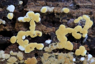 Botryobasidium aureum - Geel Trosvlies 2.JPG