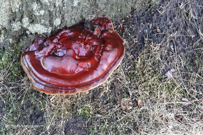 Ganoderma resinaceum - Harslakzwam 6.JPG