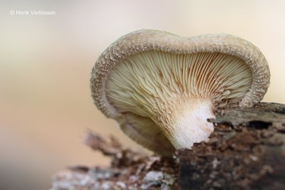 Paxillaceae