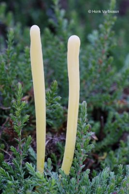 Clavariaceae