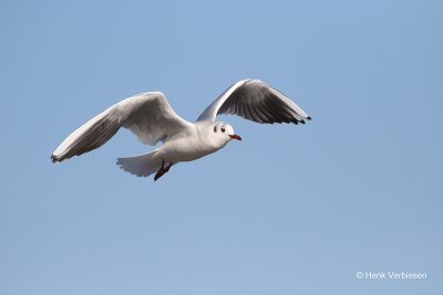 Chroicocephalus ridibundus - Kokmeeuw 5.JPG