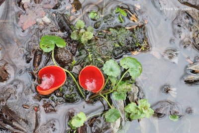 Sarcoscypha austriaca - Krulhaarkelkzwam 5.JPG