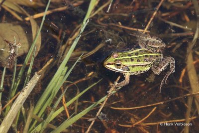 Pelophylax lessonae - Poelkikker 1.JPG