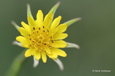 Tragopogon pratensis - Gele Morgenster 2.JPG