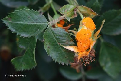 Phragmidium rosae-pimpinellifoliae - Gladde Roosroest.JPG