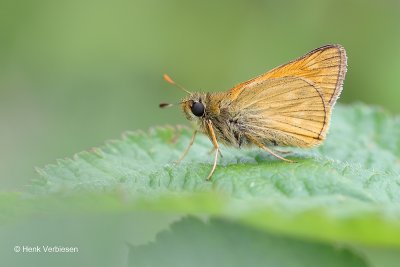 Hesperiidae - Dikkopjes