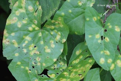 Puccinia convolvuli - Winderoest.JPG