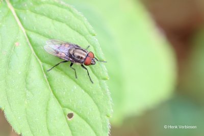 Rhiniidae