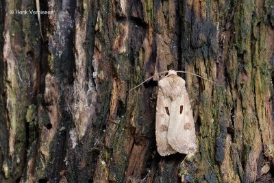 Agrotis exclamationis - Gewone Worteluil 2.JPG