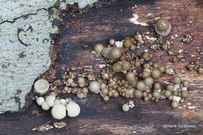 Oudemansiella mucida - Porseleinzwam 1.JPG