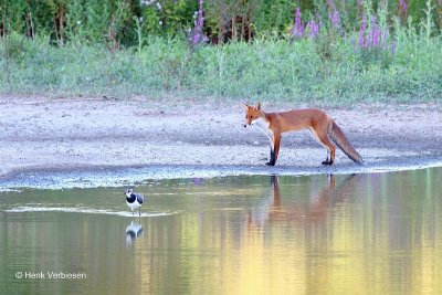 Vulpes vulpes - Vos 4.JPG