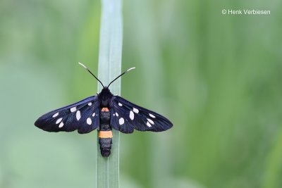Moths - Caddisflies