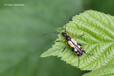 Rutpela maculata - Geringelde Smalboktor 5.JPG