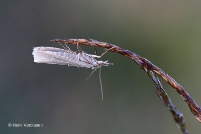 Crambidae - Grasmotten