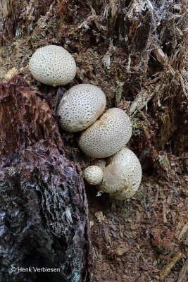 Scleroderma citrinum - Gele Aardappelbovist 1.JPG