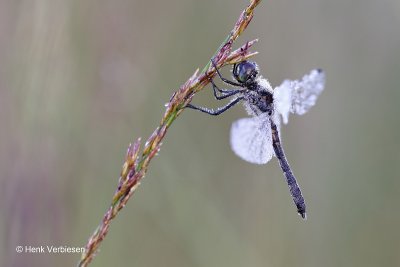 Sympetrum danae - Zwarte Heidelibel 4.JPG