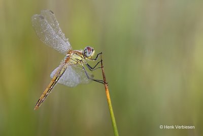 Sympetrum fonscolombii - Zwervende Heidelibel 3.JPG