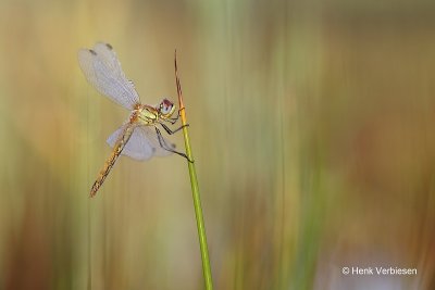 Sympetrum fonscolombii - Zwervende Heidelibel 2.JPG