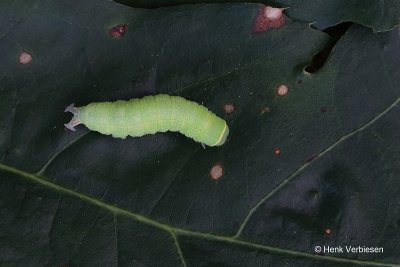 Pseudoips prasinana - Zilveren Groenuil 1.JPG