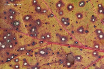 Septoria quercicola 1.JPG