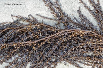 Sargassum muticum - Japans Bessenwier.JPG