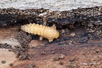 Pyrochroa coccinea - Zwartkopvuurkever 7.JPG