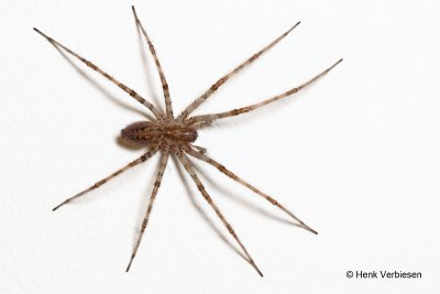 Agalenidae - Trechterspinnen