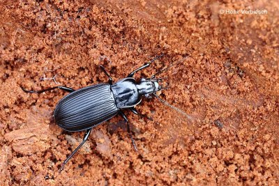 Pterostichus niger - Grote Zwartschild.JPG