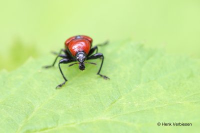 Attelabus nitens - Eikenbladrolkever.JPG