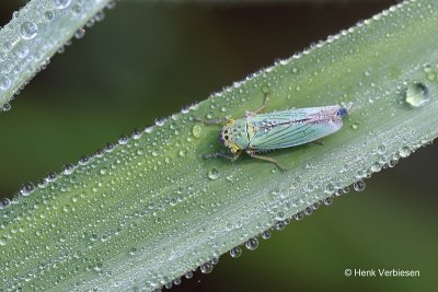 Cicadella viridis - Groene Rietcicade 2.JPG