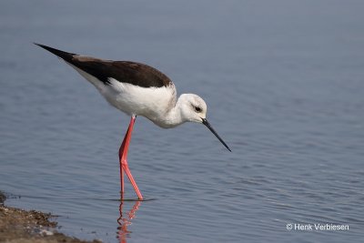 Himantopus himantopus - Steltkluut 2.JPG