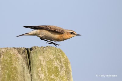 Muscicapidae - Vliegenvangers