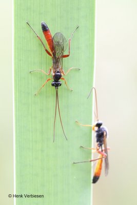 Ichneumonidae indet. - Sluipwesp onbekend 1.JPG