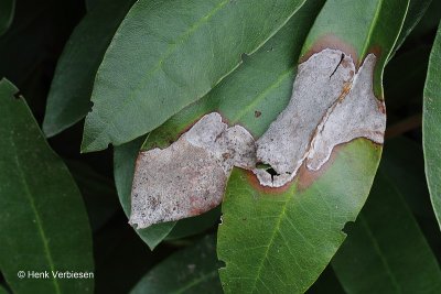 Mycosphaerella rhododendri - Rhododendronpuntkogeltje.JPG