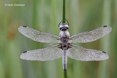 Libellula fulva - Bruine Korenbout 5.JPG