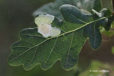 Tischeria ekebladella - Gewone Eikenvlekmot.JPG