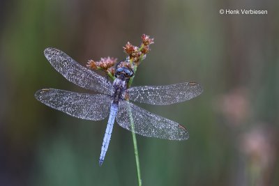 Orthetrum coerulescens - Beekoeverlibel 1.JPG