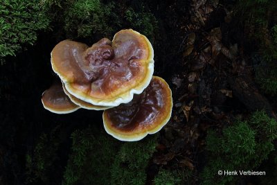 Ganoderma resinaceum - Harslakzwam 4.JPG