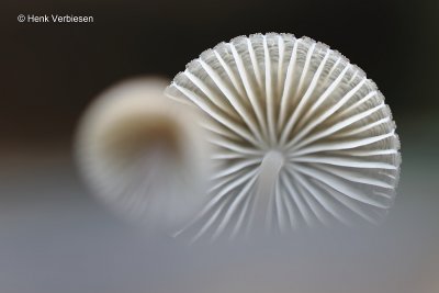 Mycena inclinata - Fraaisteelmycena 10.JPG