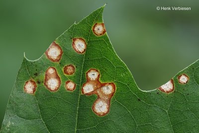 Mycosphaerellaceae