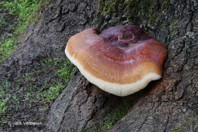 Ganoderma resinaceum - Harslakzwam 5.JPG