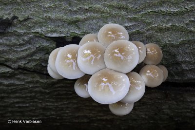 Oudemansiella mucida - Porseleinzwam 8.JPG