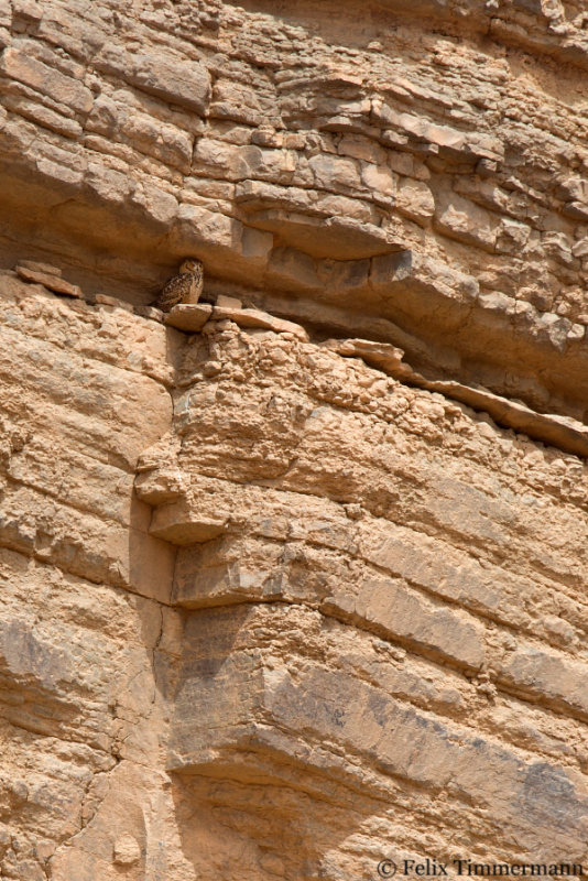 Pharao's Eagle Owl